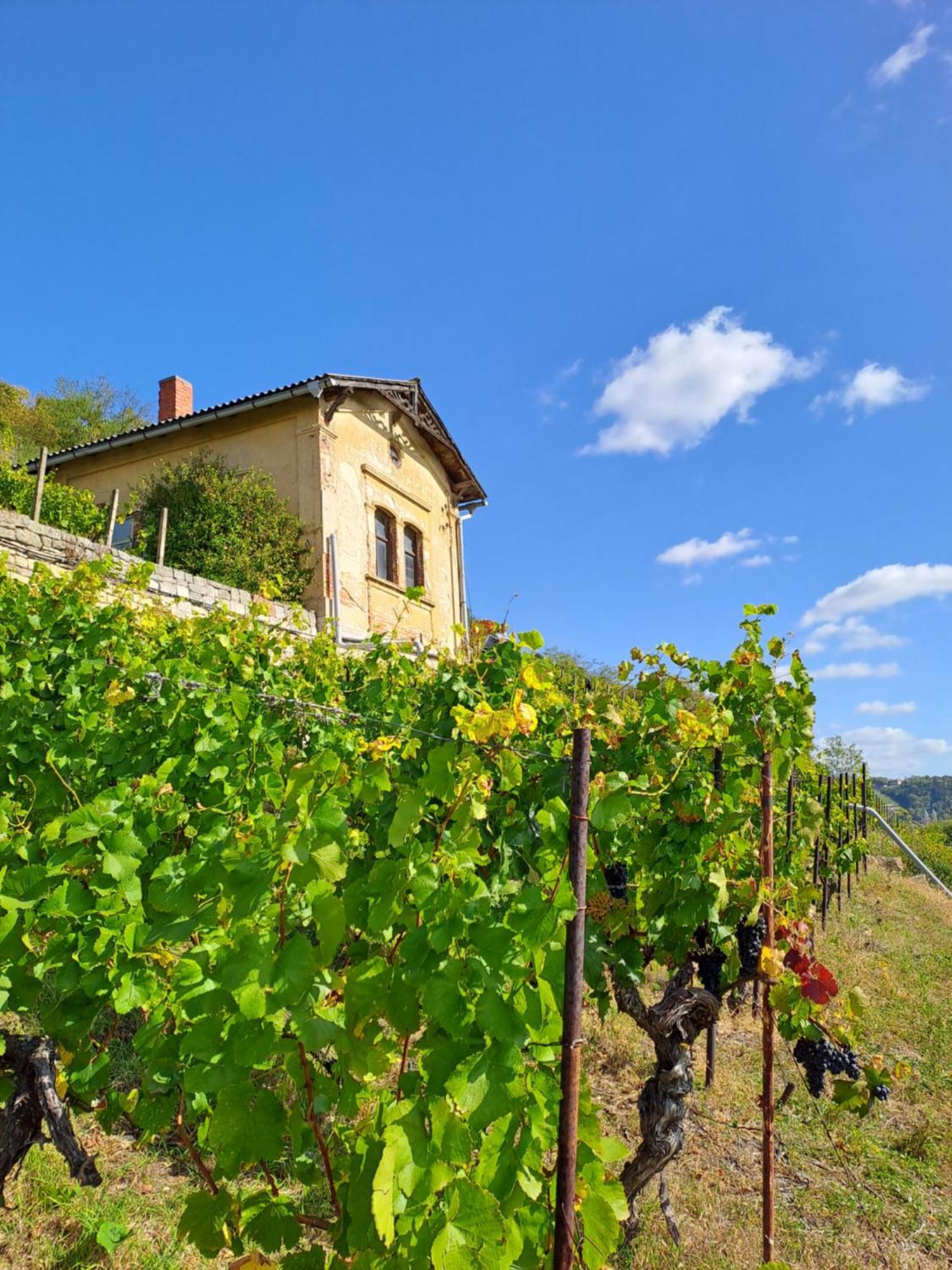 Ferienhaus Und Strausswirtschaft Im Weinberg Freyburg Esterno foto